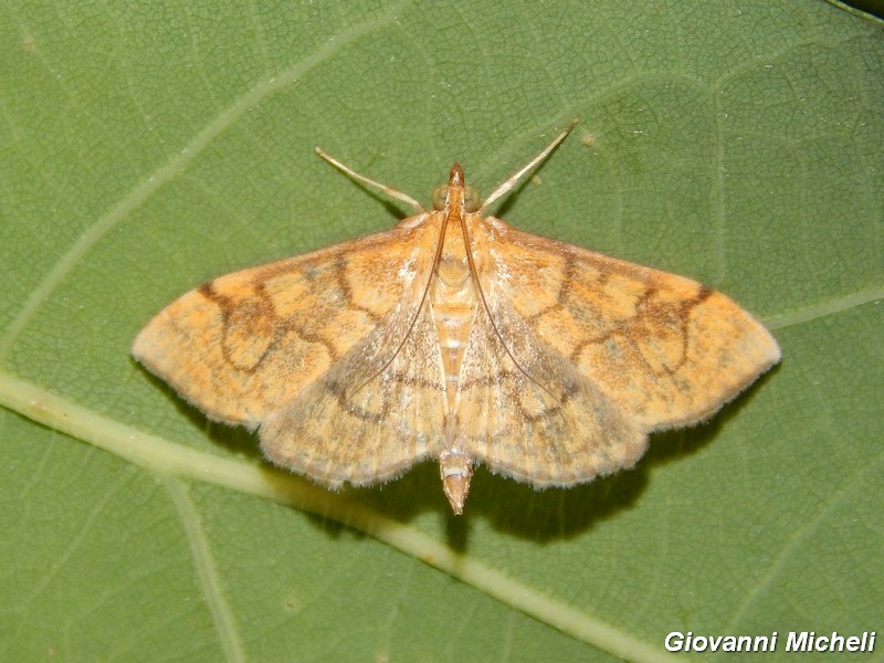 Crambidae da ID